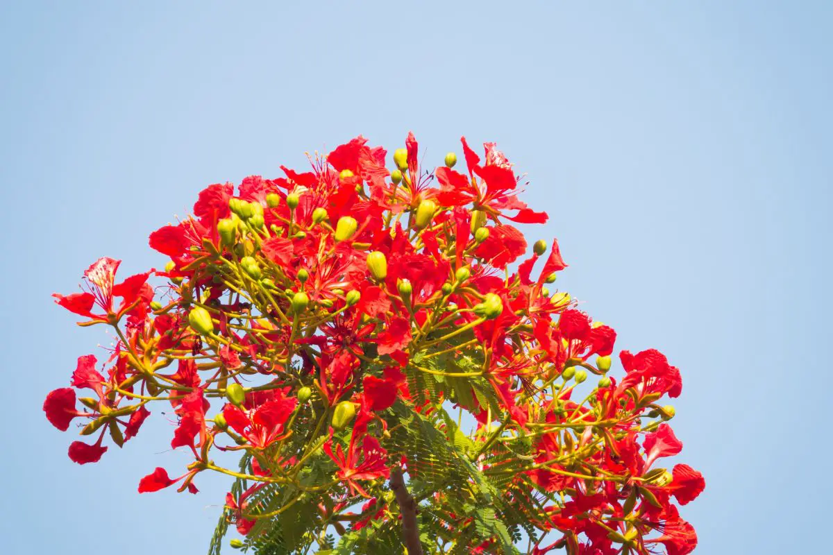 Royal Poinciana Bonsai Flame Tree Care Expert Growing Guide