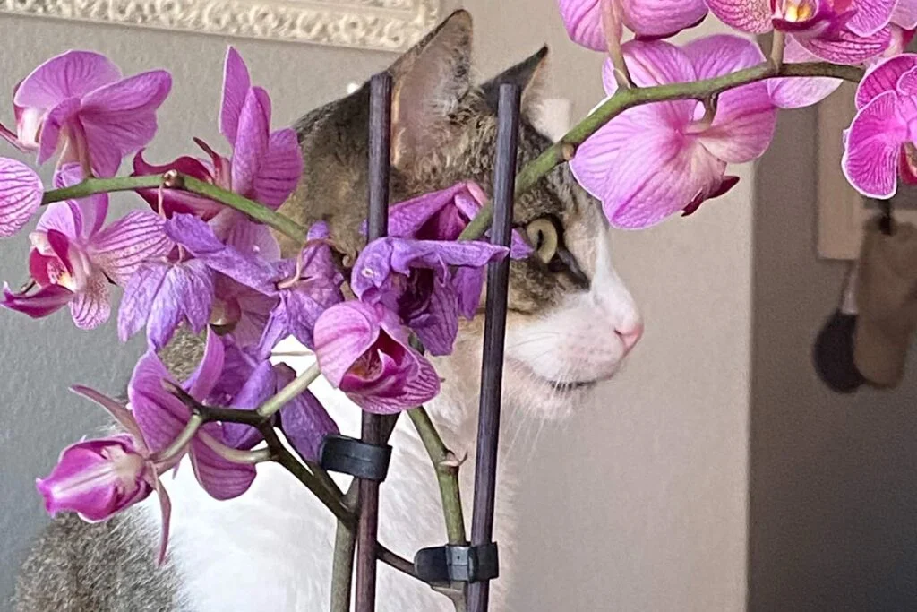 Are Orchids Poisonous to cats