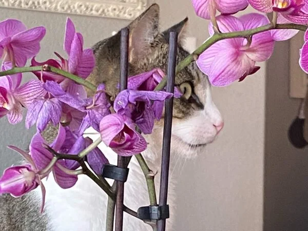 Are Orchids Poisonous for Cats? - A Complete Guide