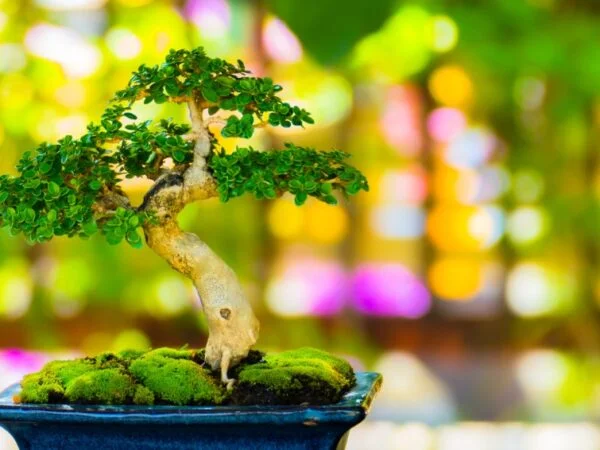 Bonsai Trees for Beginners: The Ultimate Guide