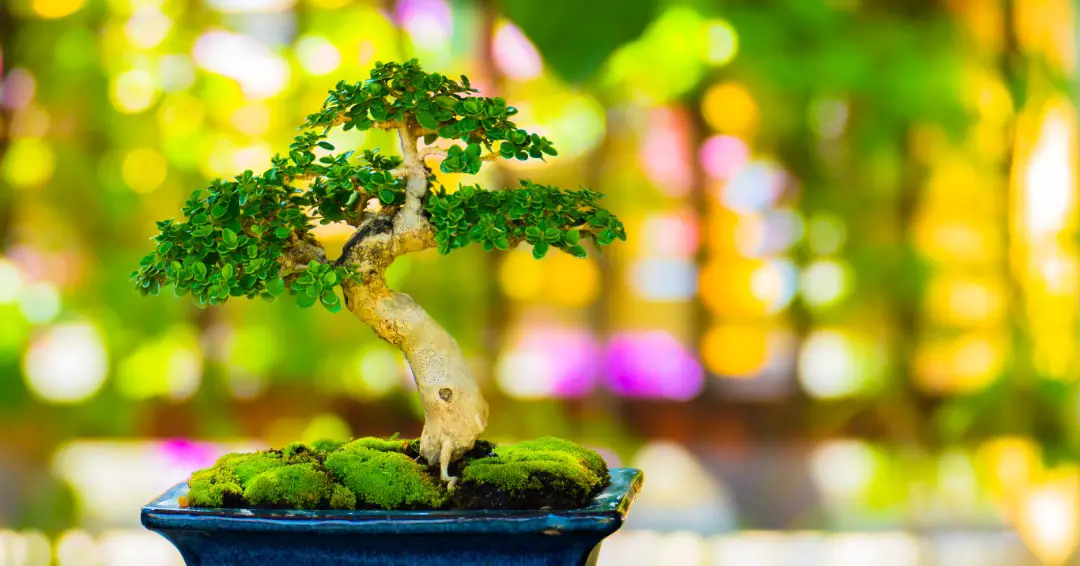 Bonsai Trees for Beginners: 7 Essential Steps to Start Your Journey