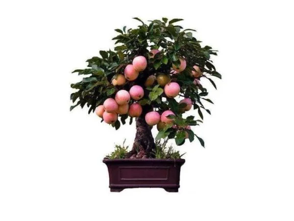 Growing Bonsai Apple Trees: Expert Tips & Care Guide