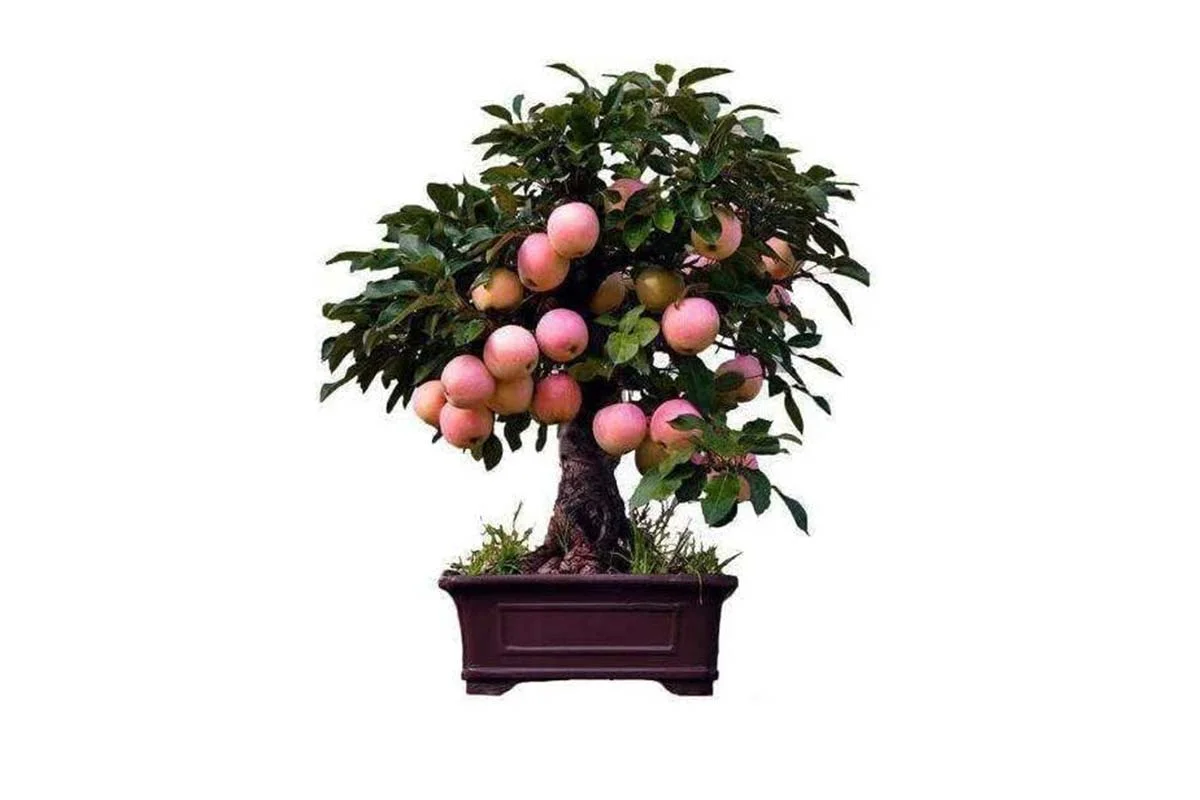 Growing Bonsai Apple Trees: Expert Tips & Care Guide