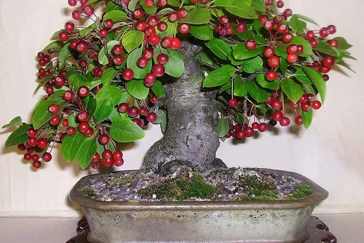 Bonsai Cherry Tree