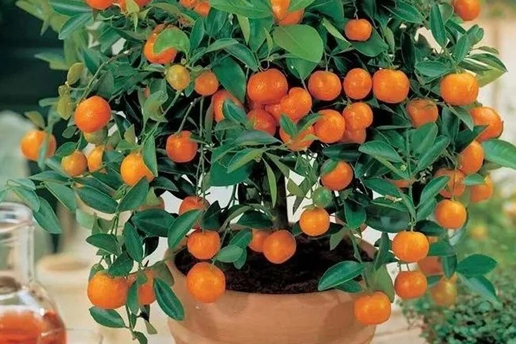 Bonsai Orange Tree
