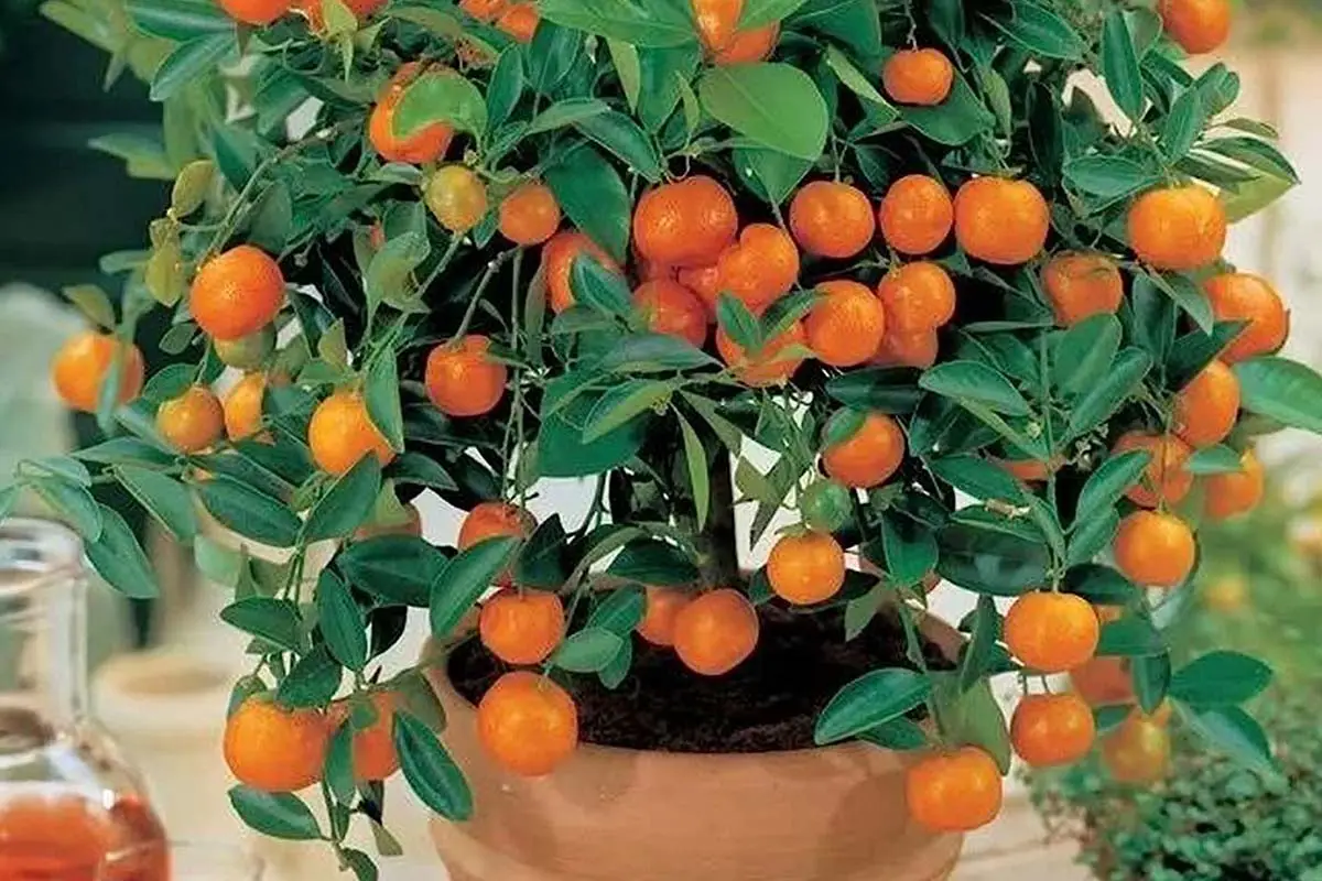 Bonsai Orange Tree Care Guide Trees Top Secrets