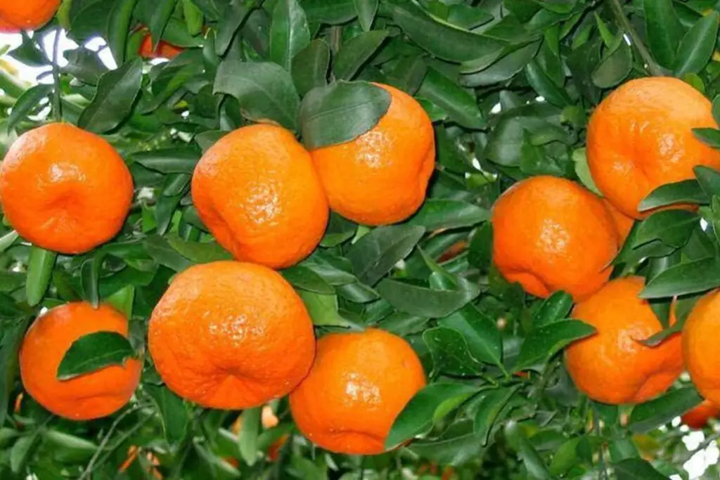 Bonsai Orange Tree