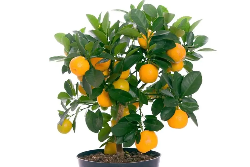 Bonsai Orange Tree