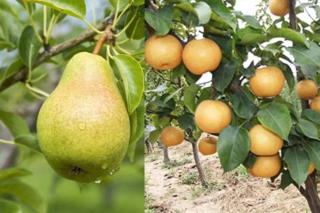 Bonsai Pear Tree