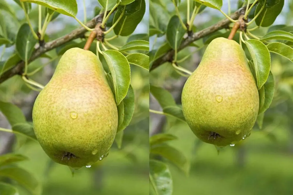 Bonsai Pear Tree