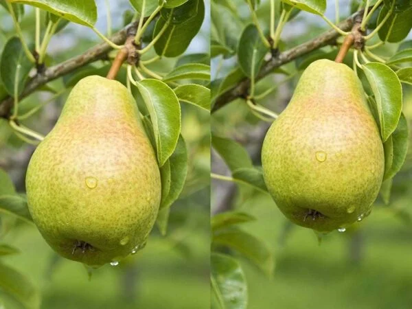 Bonsai Pear Tree: A Guide to Growing and Caring for Fruitful Bonsai Trees