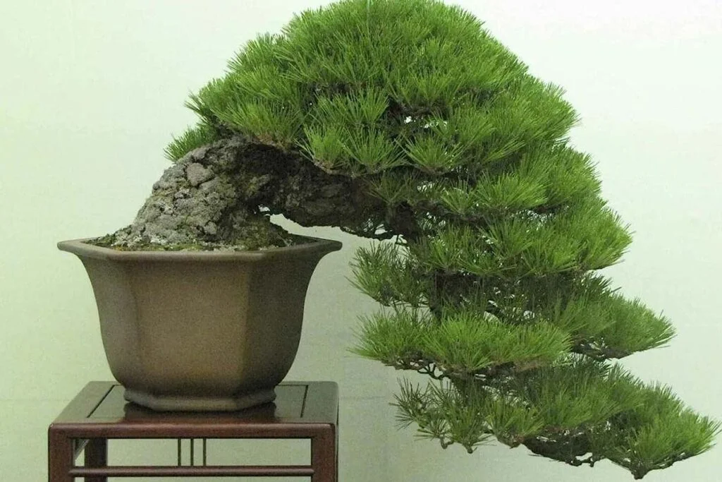 Bonsai Pine Tree
