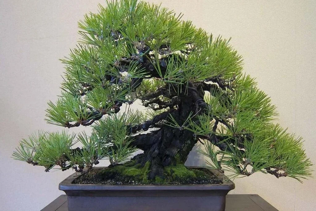 Bonsai Pine Tree