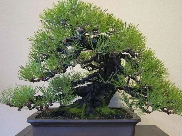 Bonsai Pine Tree: A Complete Guide