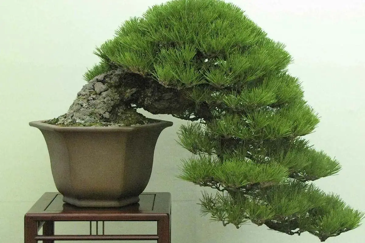 Bonsai Pine Tree: A Complete Guide