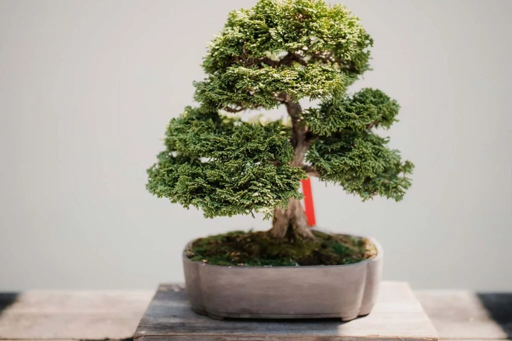 Bonsai Tree Benefits 1