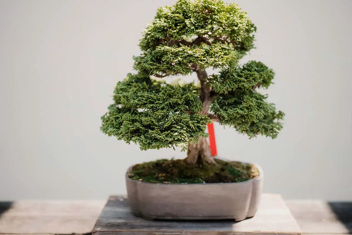 Bonsai Tree Benefits 5 Surprising Reasons To Grow Your Own