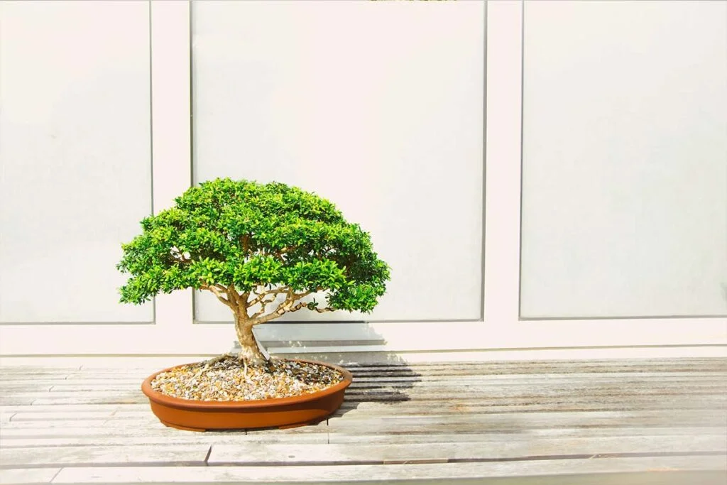 Bonsai Tree Benefits 2