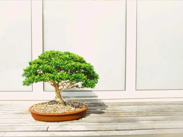 Bonsai Tree Benefits: 10 Reasons to Bring One Home!