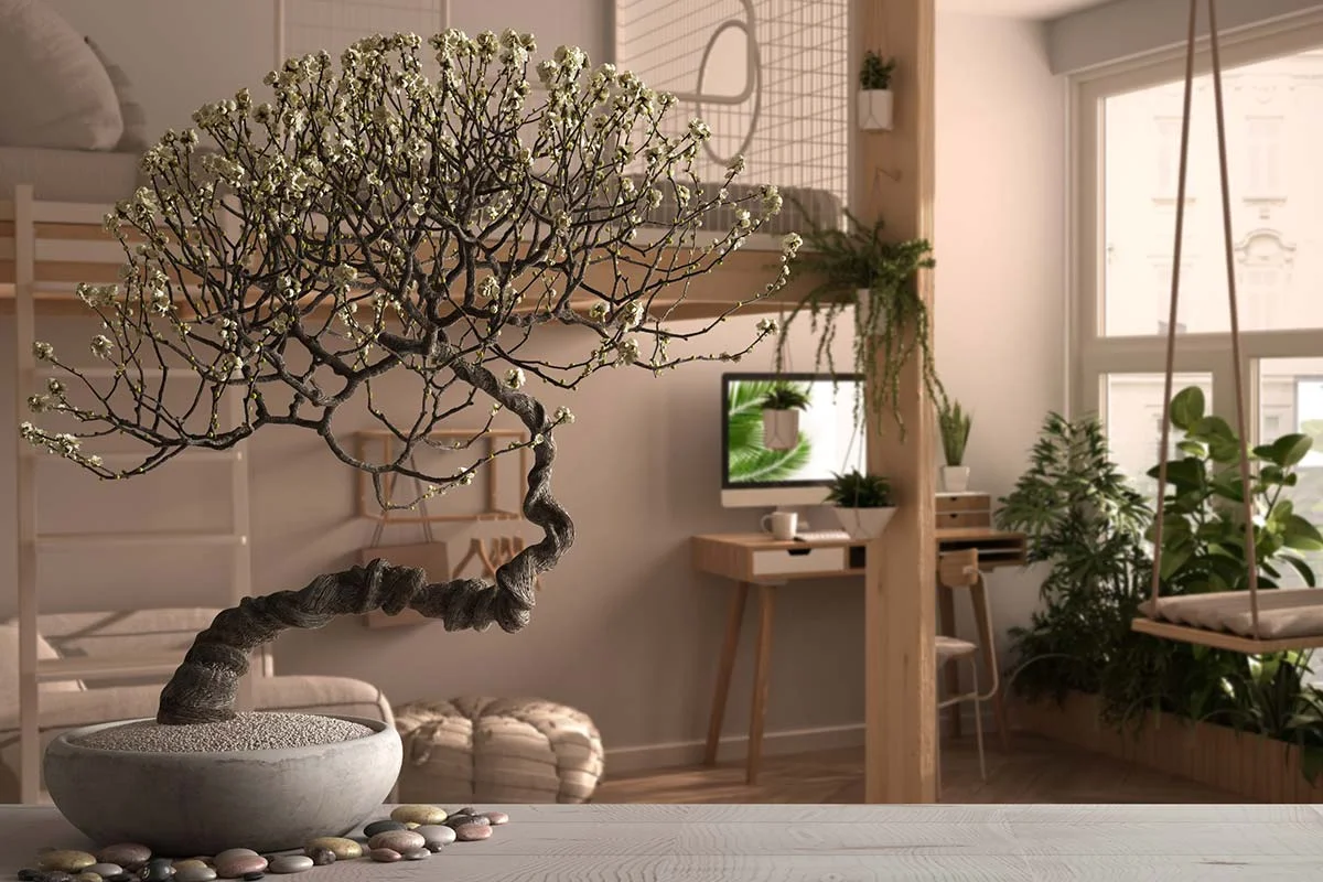 How to Take Care of a Bonsai Tree Indoors?