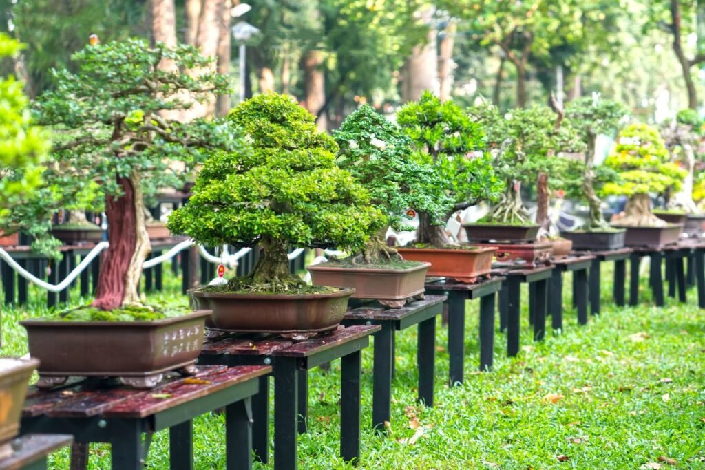 Bonsai Tree Selection