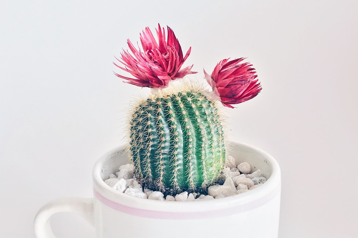 Cactus Care Guide: Tips for Growing Healthy Cacti