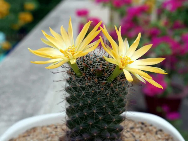 Cactus Plant Benefits: 10 Surprising Health Benefits Unveiled!