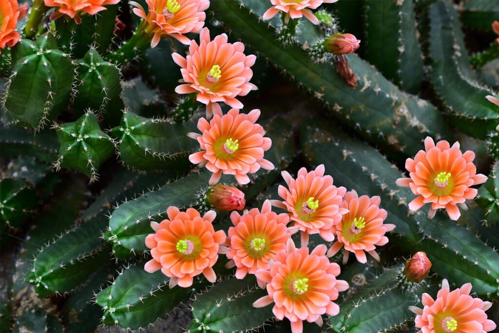 Cactus Plants That Flower