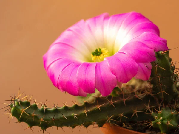Cactus Plants for Indoors: 8 Best Varieties for Your Home