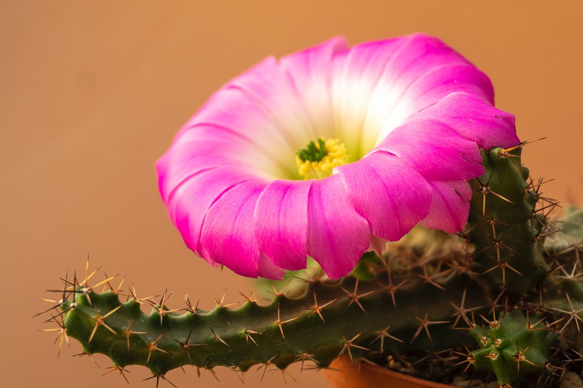 Cactus Plants for Indoors: 8 Best Varieties for Your Home