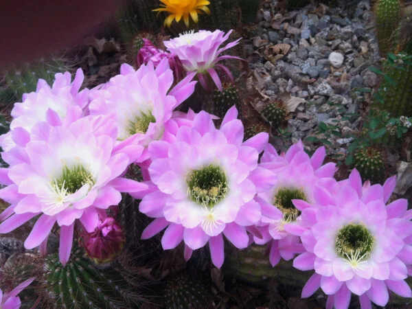 Cactus Plants That Flower: 9 Stunning Varieties - Ultimate Guide