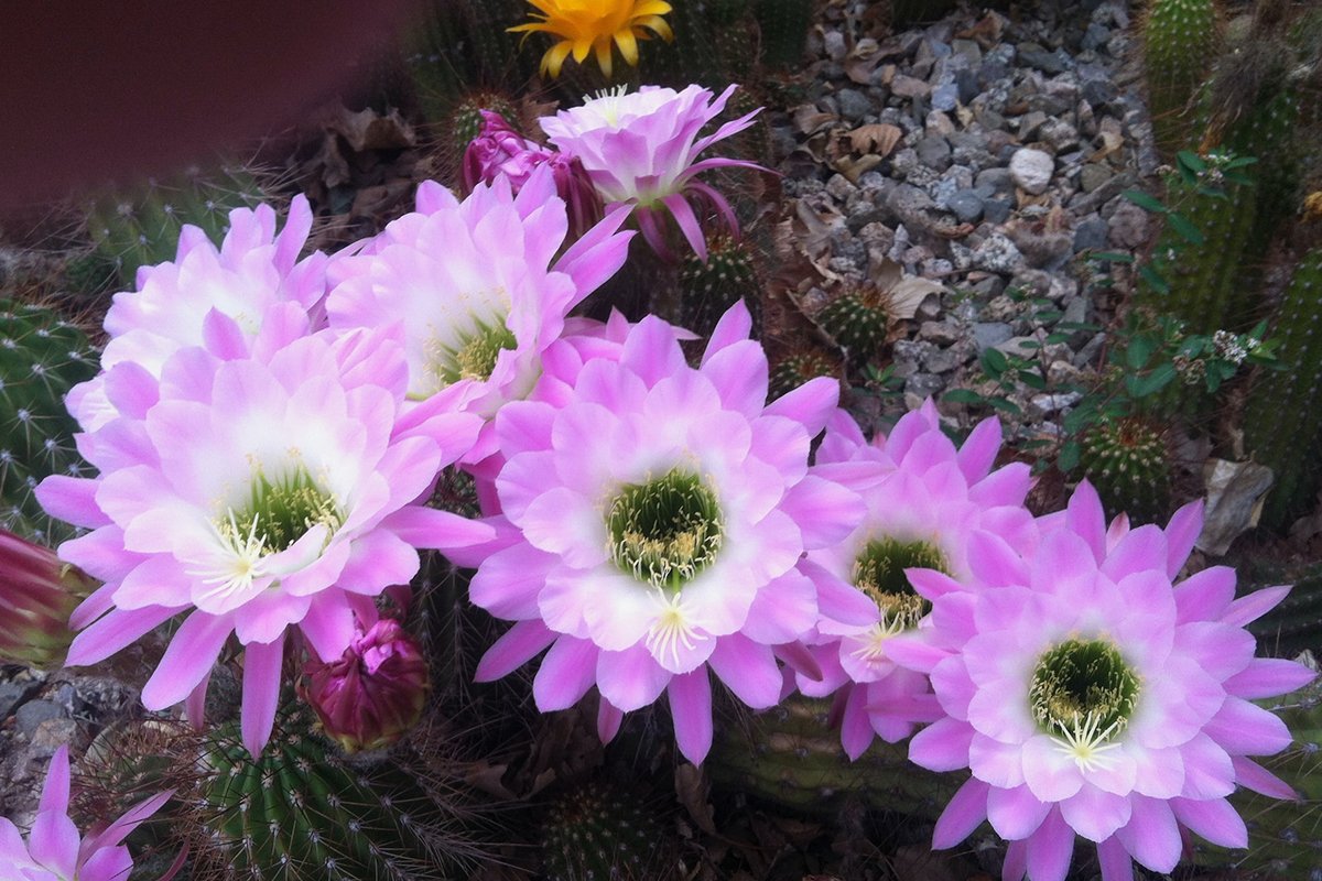 Cactus Plants That Flower: 9 Stunning Varieties - Ultimate Guide
