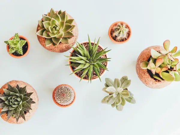 Cactus Types: 15 Best for Home Gardening