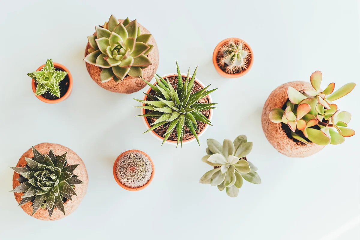 Cactus Types: 15 Best for Home Gardening