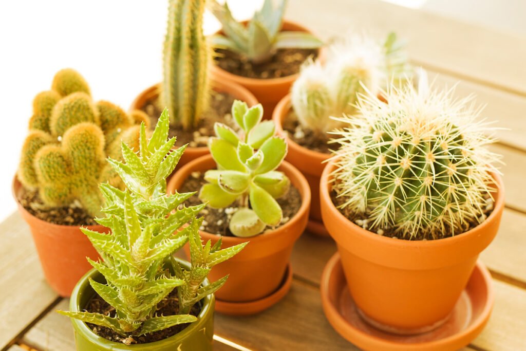 cactus plant care indoors