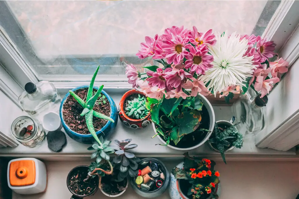 Cactus and Aloe Vera