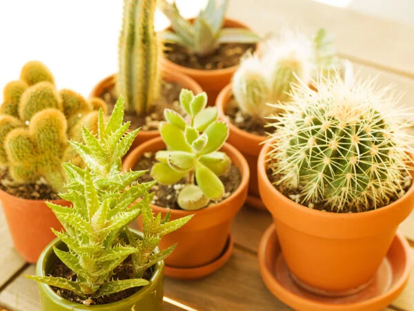 Cactus Plant Care Indoors: Expert Tips & Guide