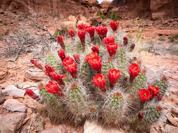 Cactus in Desert: Types, Facts & Pictures