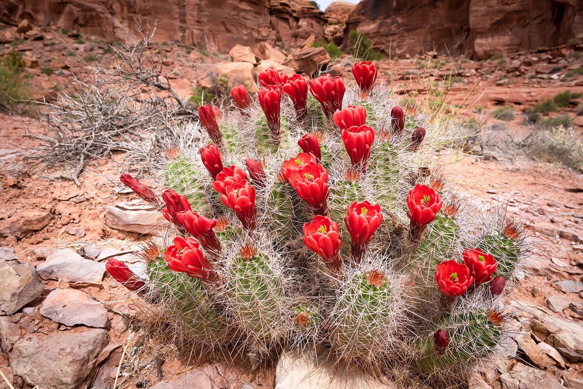 Cactus in Desert: Types, Facts & Pictures
