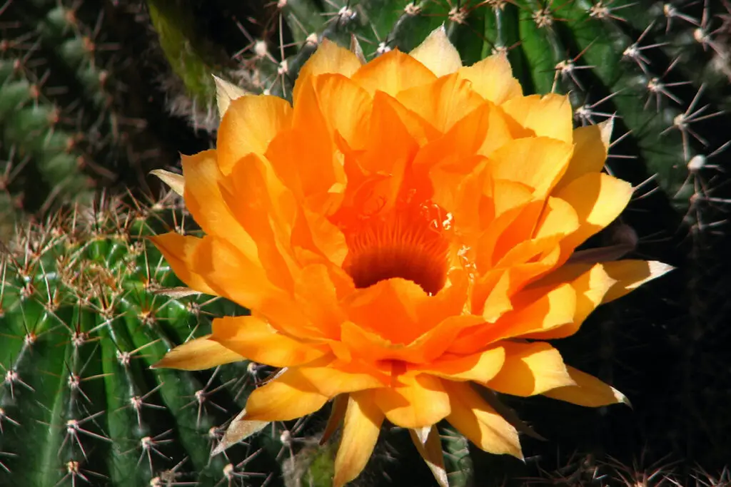 Cactus with Flower