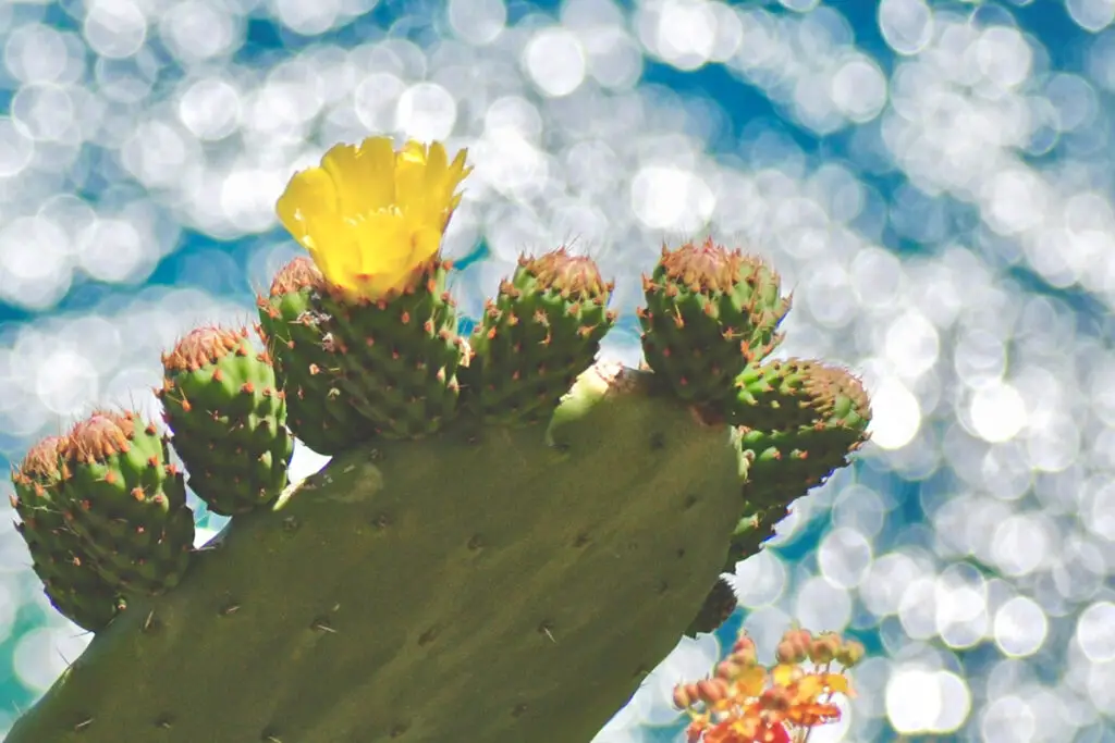 Cactus with Flower