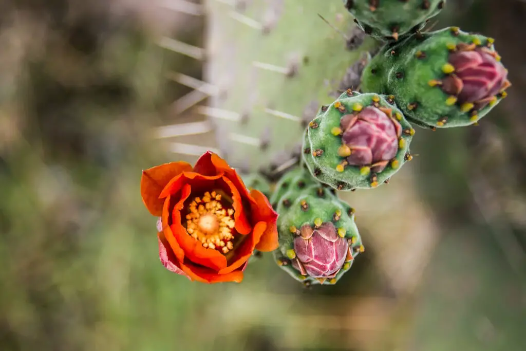 Cactus with Flower