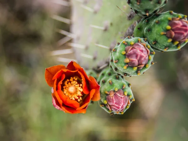 Cactus with Flower: 15 Stunning Varieties