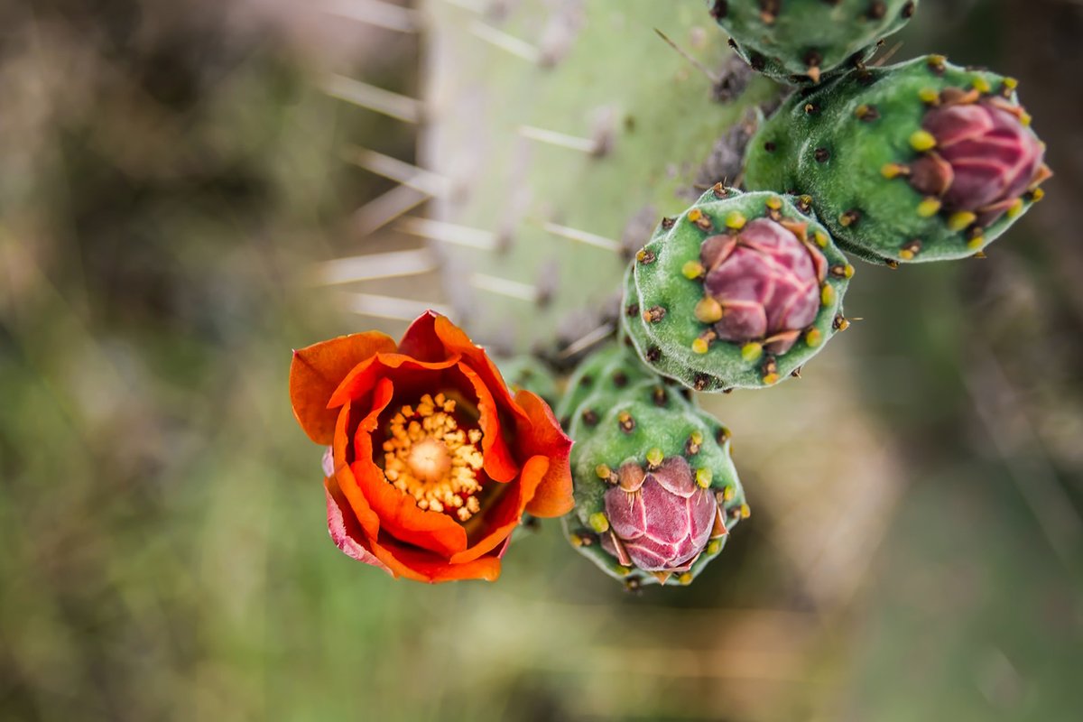 Cactus with Flower: 15 Stunning Varieties