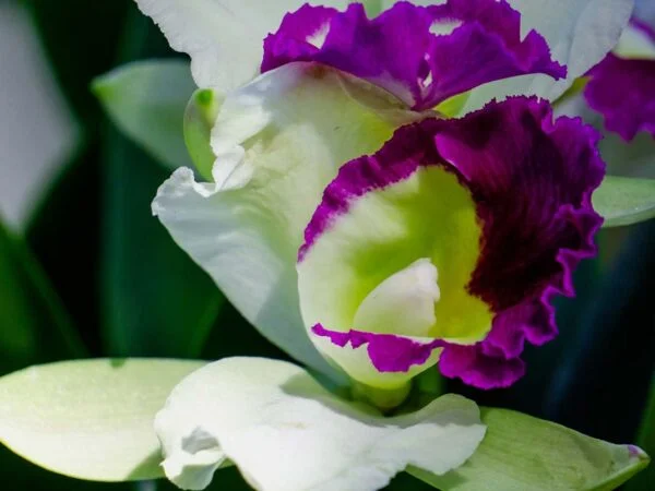 When do Cattleya Orchids Bloom? Ultimate Care Guide