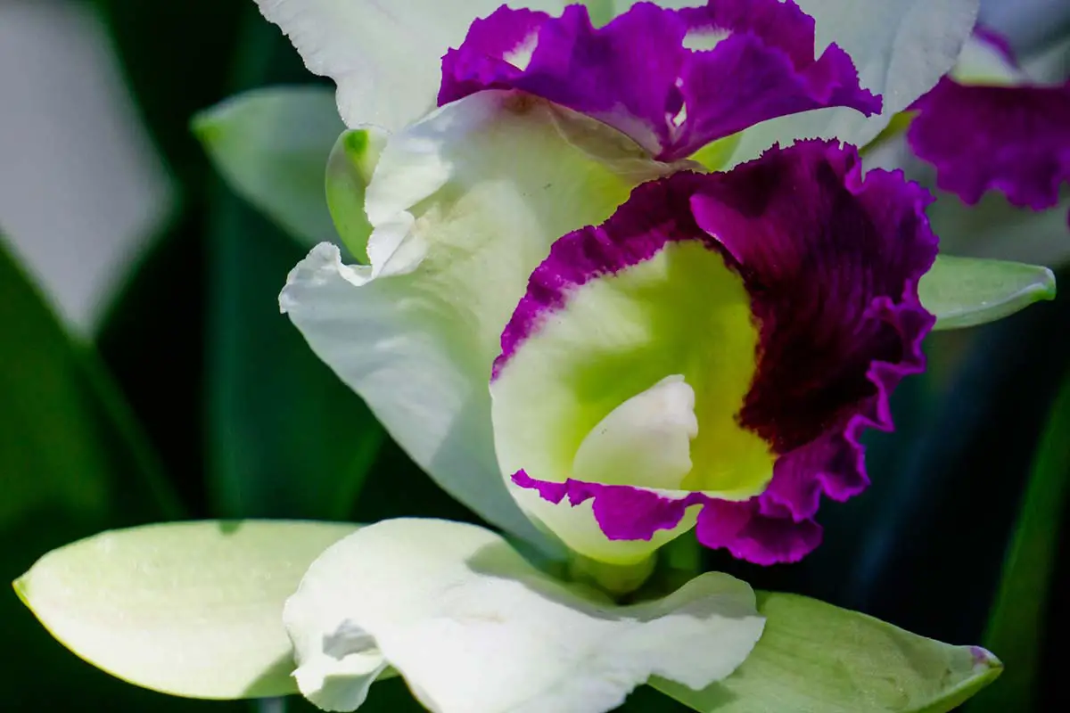 When do Cattleya Orchids Bloom? Ultimate Care Guide