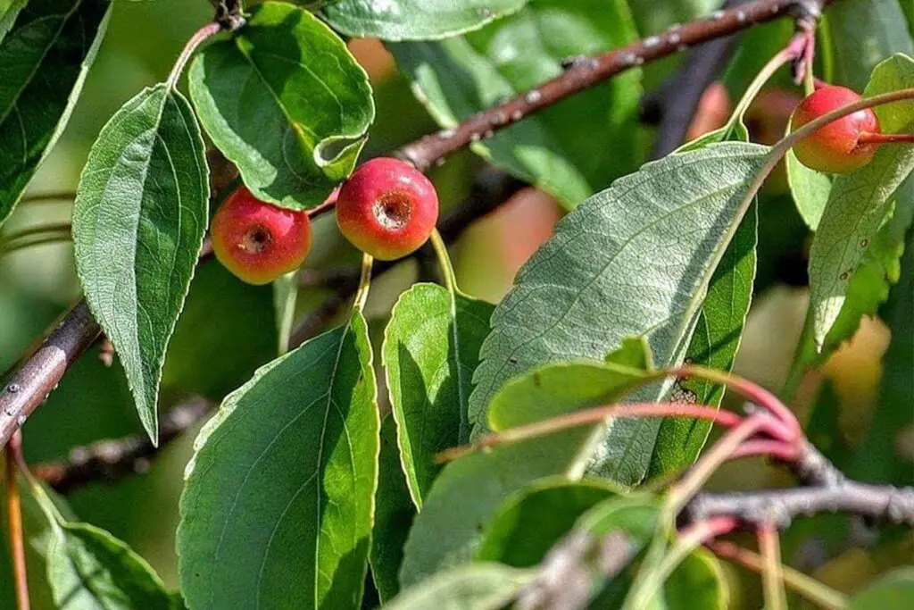 Crab Apple Bonsai