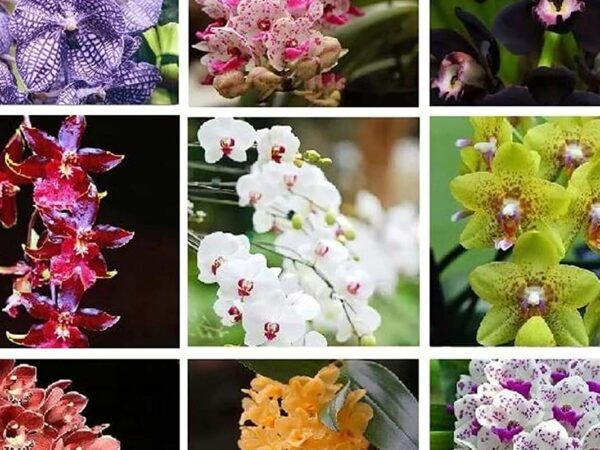 Cymbidium orchids white: Blooms, Ideas & More!
