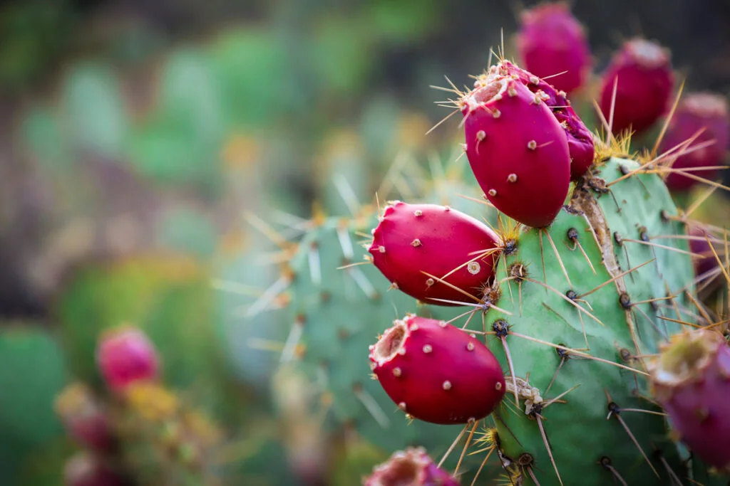 Cactus with Fruits