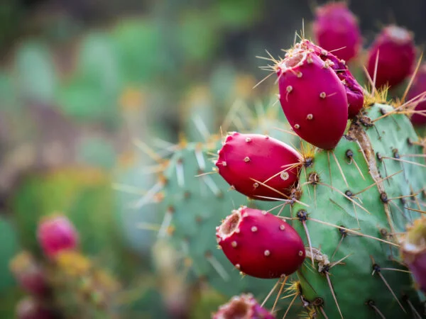 Discover the Delicious Cactus with Fruits: 8 Exotic Fruits to Savor